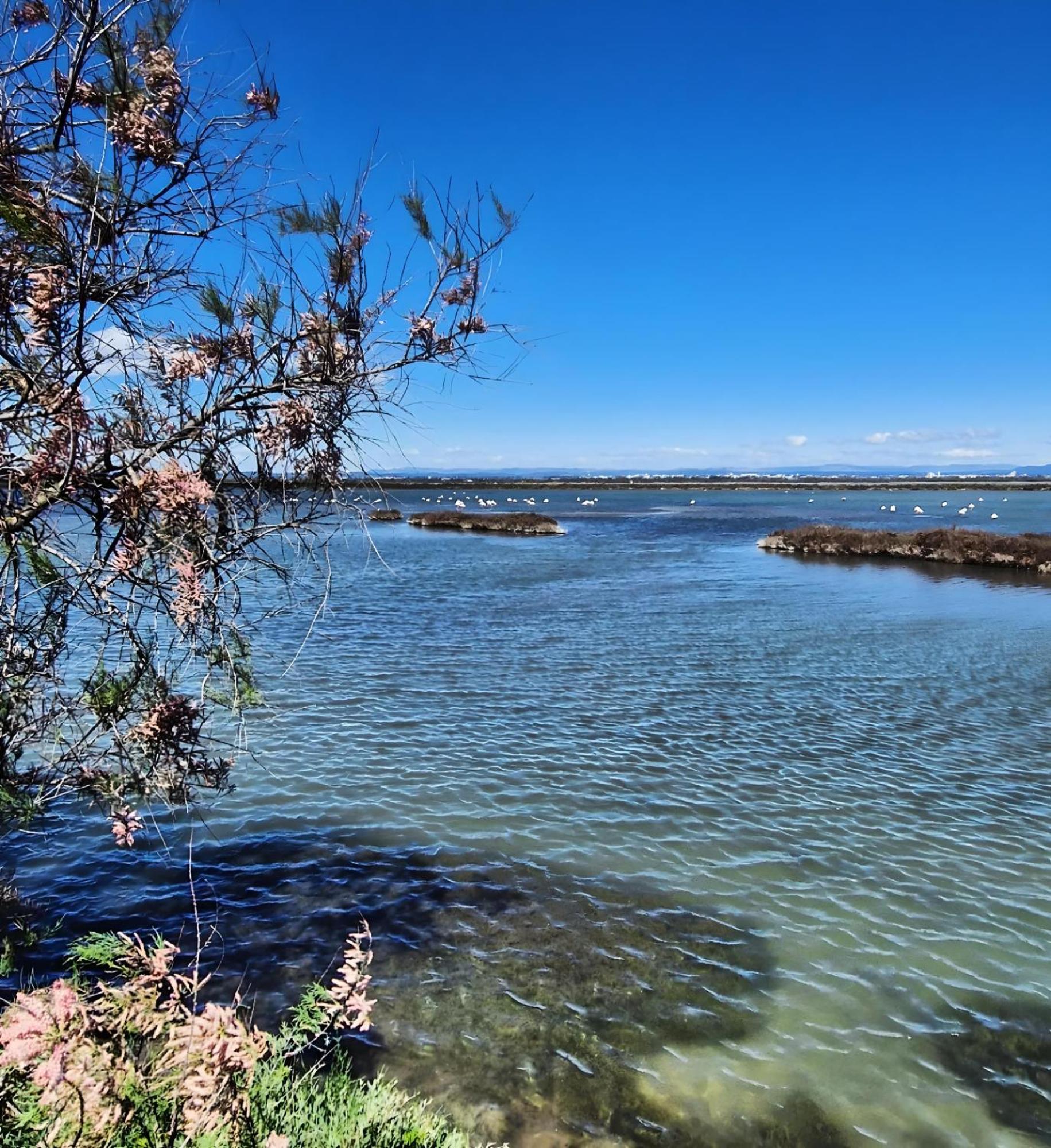 Апартаменты Sable & Pampas - Meuble De Tourisme 5 Etoiles Карнон-Плаж Экстерьер фото